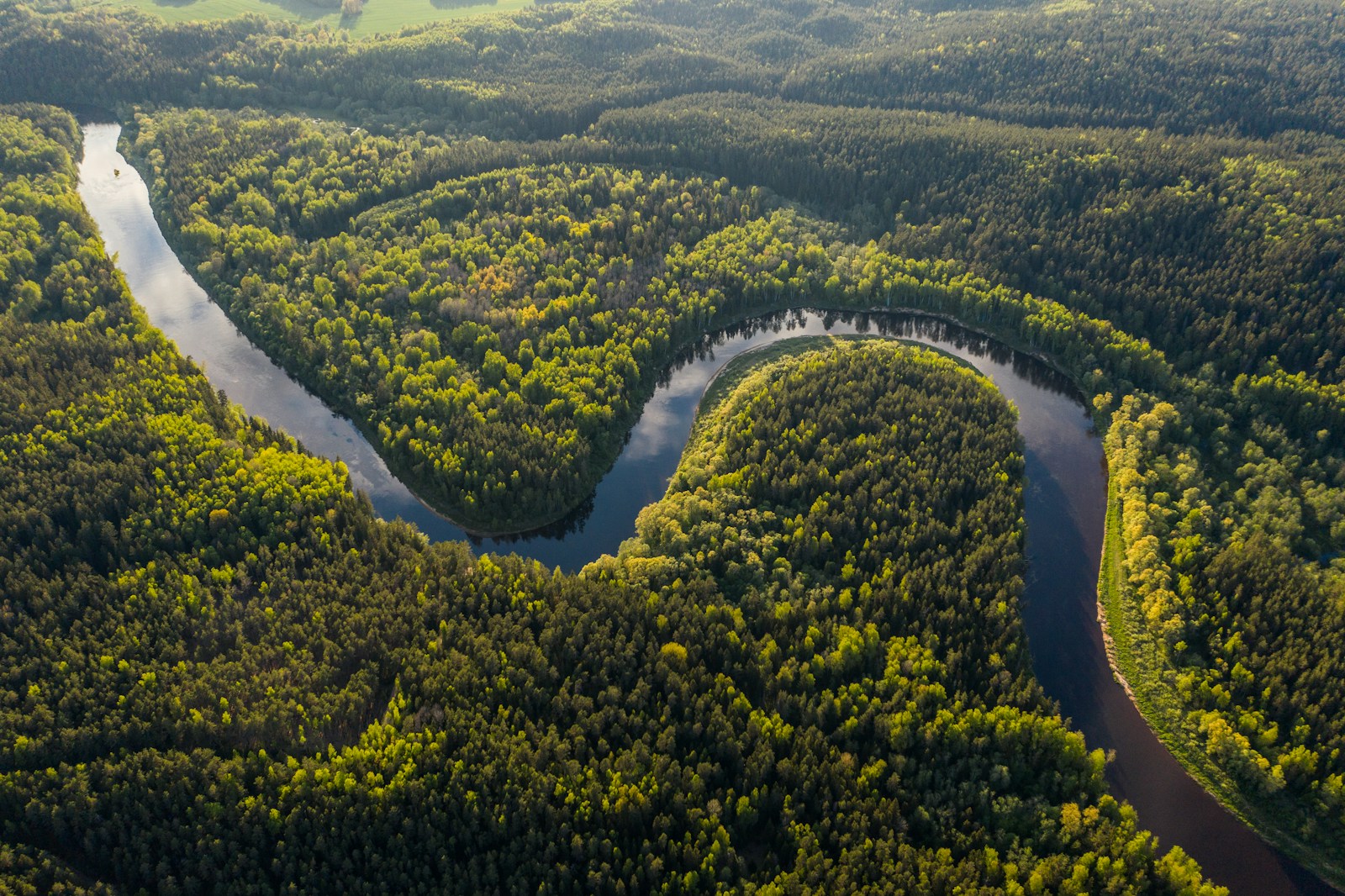 Representational forest and river landscape